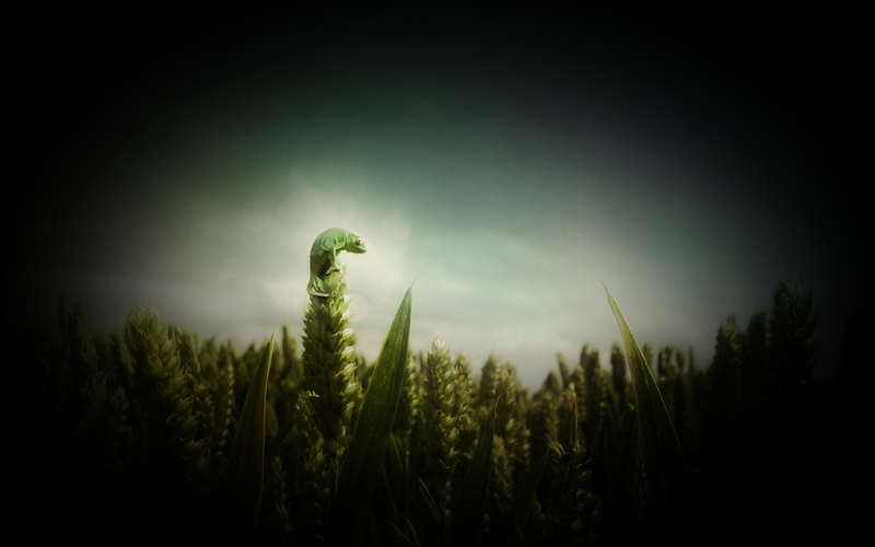 Chamaeleon